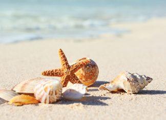 Breaking News: Jacksonville Beaches to Close This Summer Due to Massive “Reshelling” Project reshelling