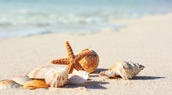 Breaking News: Jacksonville Beaches to Close This Summer Due to Massive “Reshelling” Project reshelling