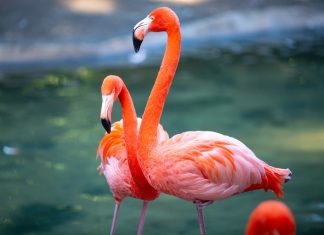 Find Your Pink Again, Mama find your pink