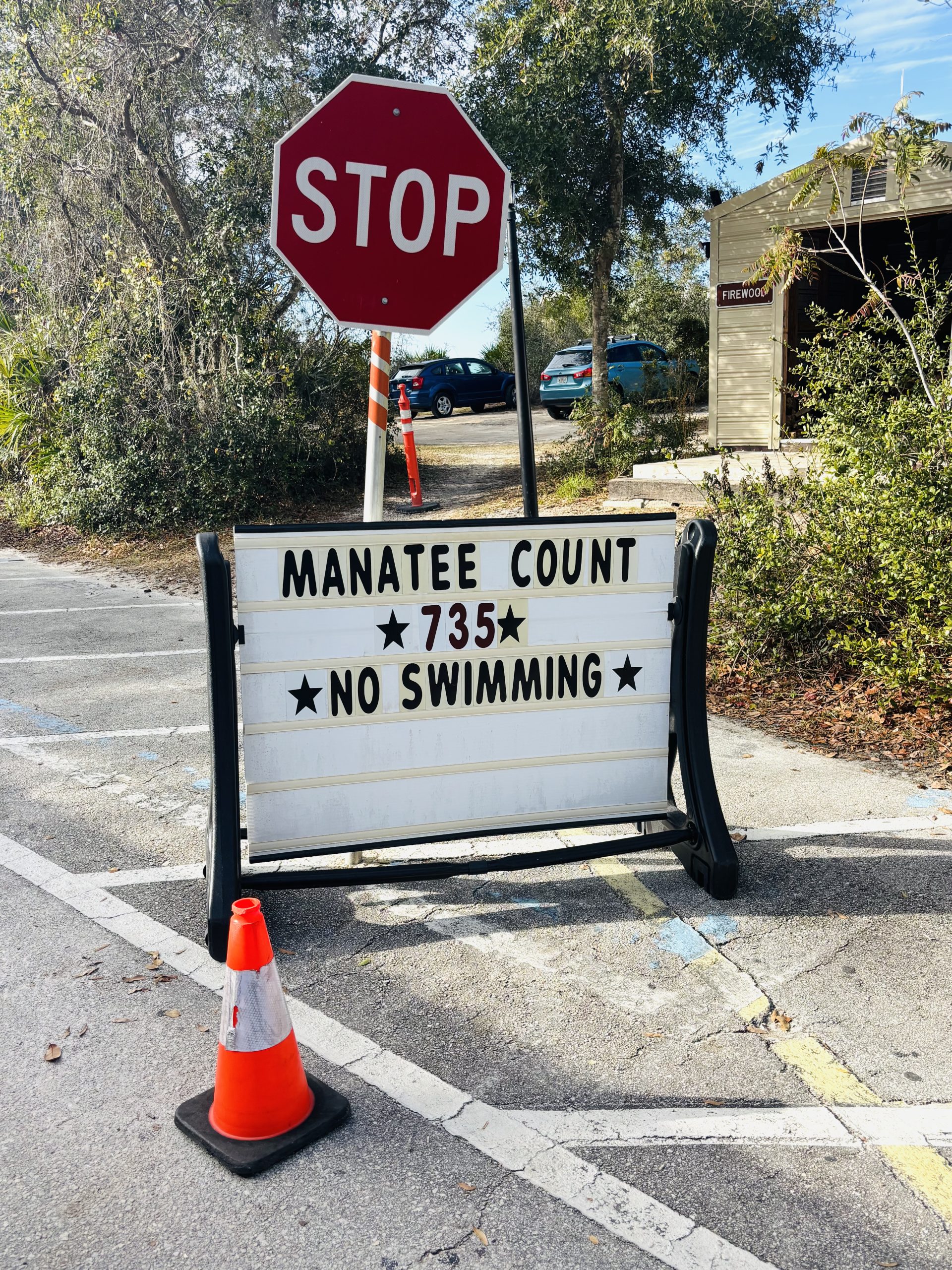 For the Love of Manatees: Tips for Enjoying and Protecting the Beloved 'Sea Cow' seeing manatees in florida