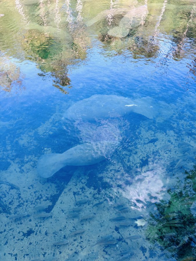 For the Love of Manatees: Tips for Enjoying and Protecting the Beloved 'Sea Cow' seeing manatees in florida