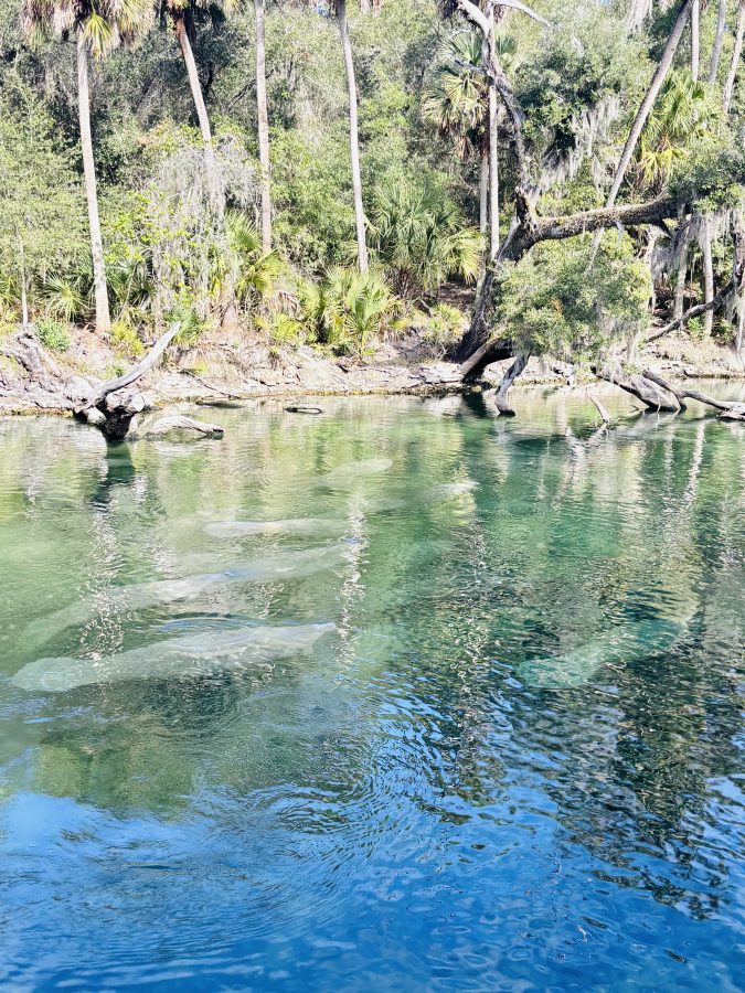 For the Love of Manatees: Tips for Enjoying and Protecting the Beloved 'Sea Cow' seeing manatees in florida