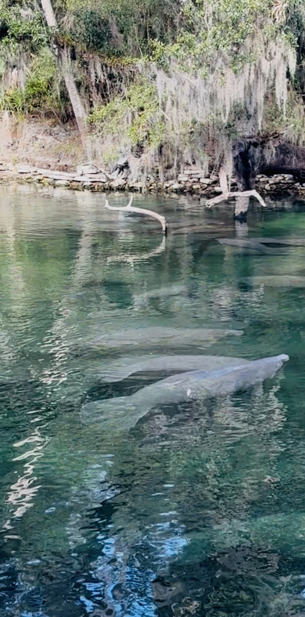 For the Love of Manatees: Tips for Enjoying and Protecting the Beloved 'Sea Cow' seeing manatees in florida