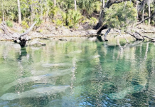 The Beloved ‘Sea Cow’: Tips for Seeing Manatees in Florida seeing manatees in florida