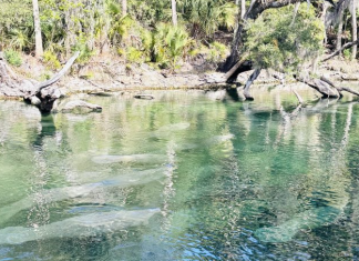 The Beloved ‘Sea Cow’: Tips for Seeing Manatees in Florida seeing manatees in florida