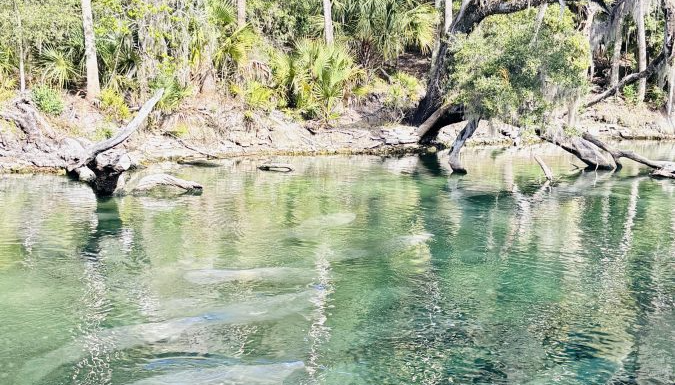 The Beloved ‘Sea Cow’: Tips for Seeing Manatees in Florida seeing manatees in florida