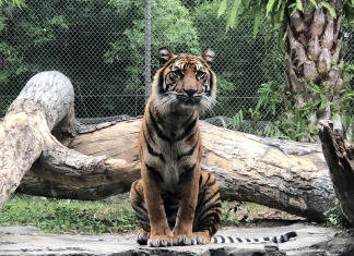Roar and Explore: A Mom’s Guide to the Jacksonville Zoo and Gardens