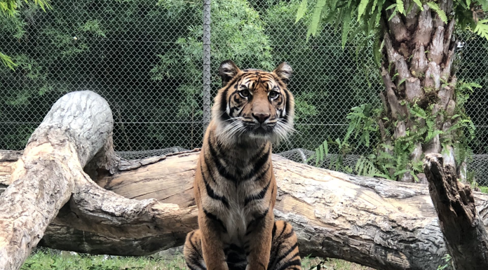 Roar and Explore: A Mom’s Guide to the Jacksonville Zoo and Gardens