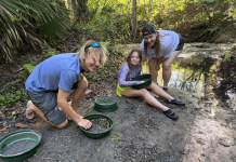 Digging Up Florida: A Family Fossil-Hunting Adventure in Gainesville fossil hunting florida