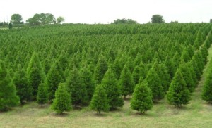elgin-christmas-tree-farm-5212da7a4203c35daa0014ea.jpg