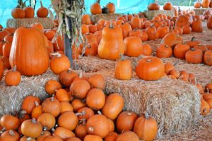 pumpkin-patch2.jpg