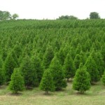 elgin-christmas-tree-farm-5212da7a4203c35daa0014ea.jpg